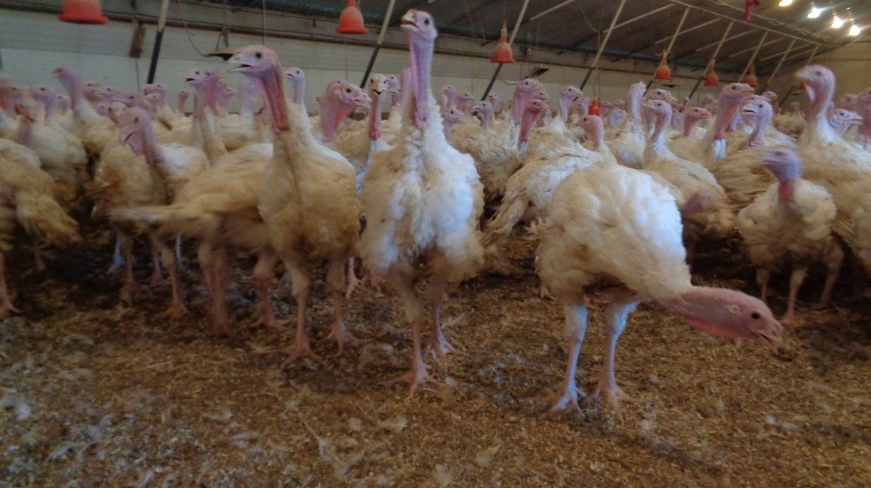 Optima french flock