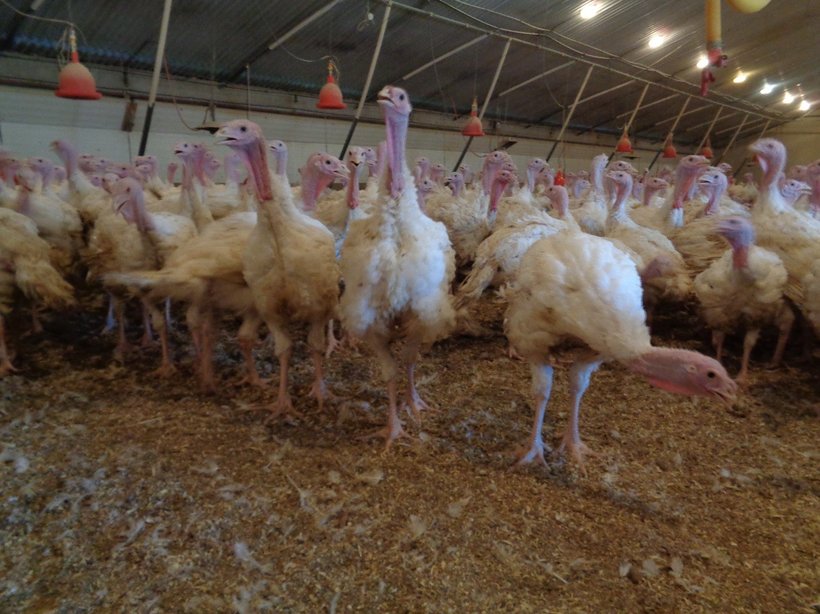 Optima french flock