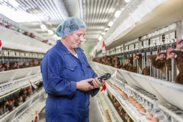 laying hens poultry breeding .jpg