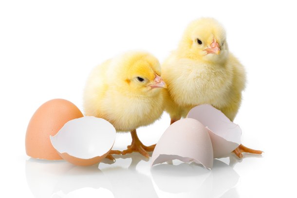 chick hatchery chicks hatchery best chicken hatchery
