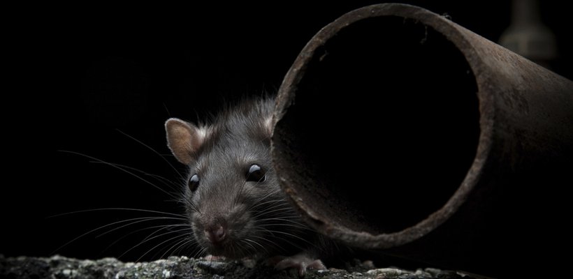 Rodent control