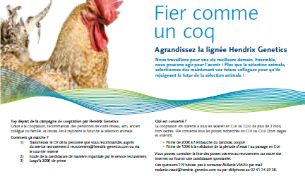 rooster adv.png