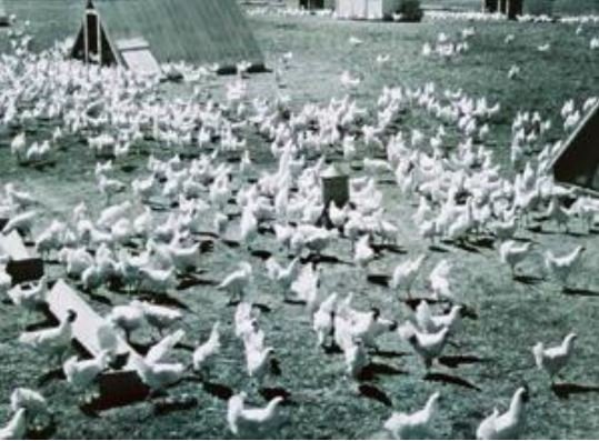 shaver history layers heritage chickens