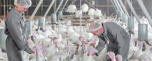 turkey welfare