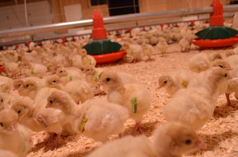 Pedigree poults MPC